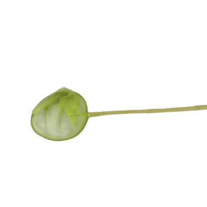GREEN LIME FISHING NET