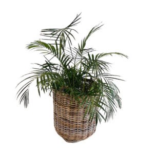 BAMBOO PALM IN BASKET