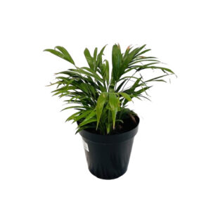 BAMBOO FERN SMALL