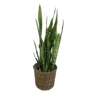 SNAKE PLANT