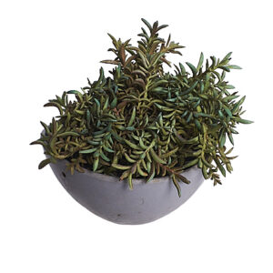 FAUX SMALL LEAVE CACTI IN GREY POT(S)